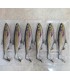 SHAD 16CM : 81610