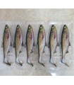 SHAD 16CM : 81610